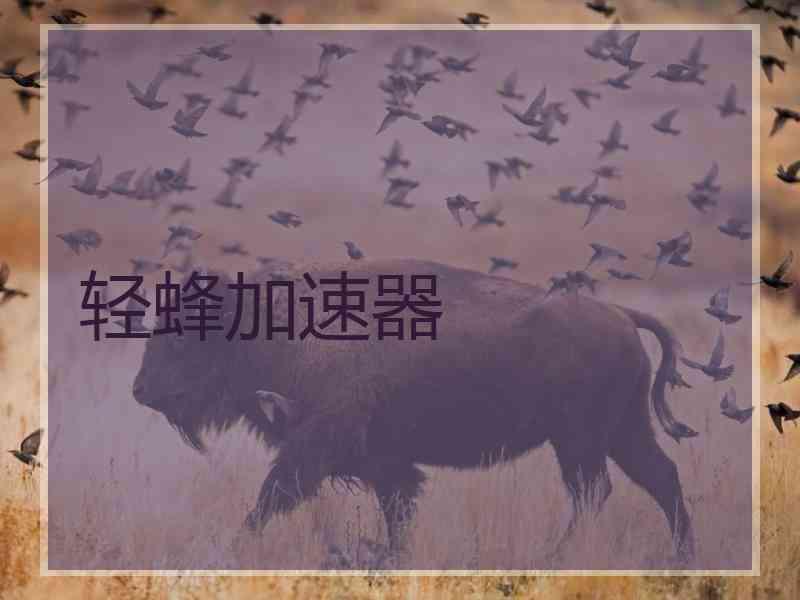 轻蜂加速器