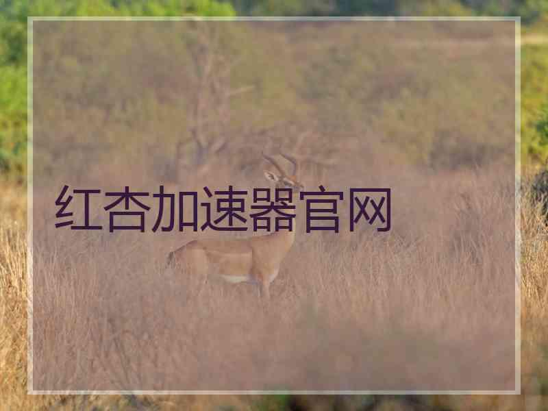 红杏加速器官网