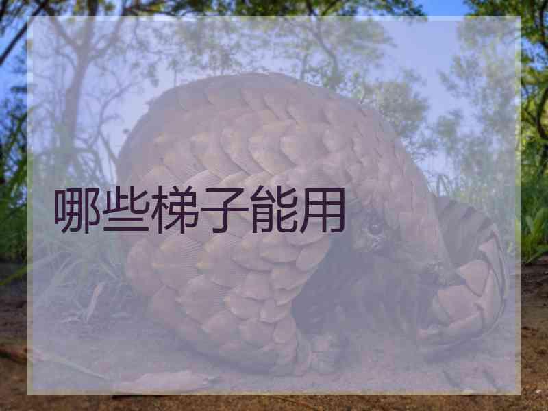哪些梯子能用